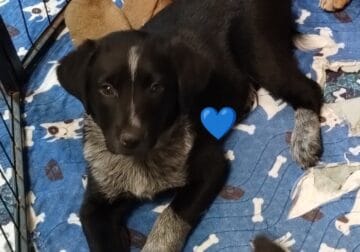Mixed Breed Puppies