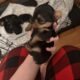 CKC female Teacup Yorkie