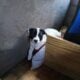 for sale american staff mixed with rat terrier
