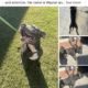 Pitbull for rehome