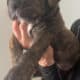 Cane corso puppies