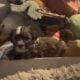 Prince Charming – Chinese Crested Powderpuff