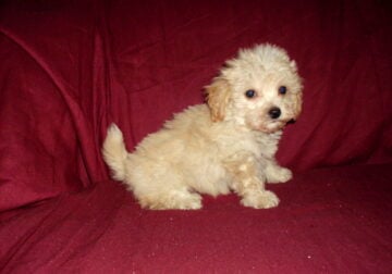 Henry – MaltiPoo male