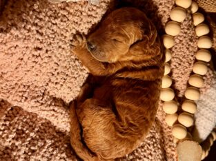 Mini Red Goldendoodle Puppies – Champion Bloodline