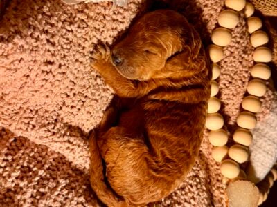 Mini Red Goldendoodle Puppies – Champion Bloodline