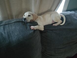 Aussiedoodle lab