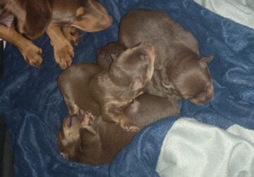 MINTURE PINCHER PUPPYs