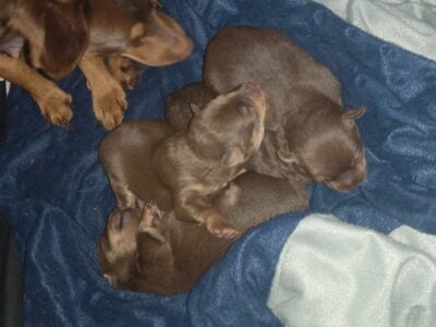 MINTURE PINCHER PUPPYs
