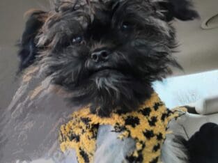 Shih Tzu and Chinese crested puppy