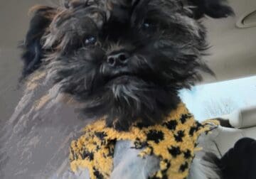 Shih Tzu and Chinese crested puppy