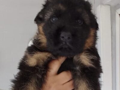 long haired German shepherd pups for sale