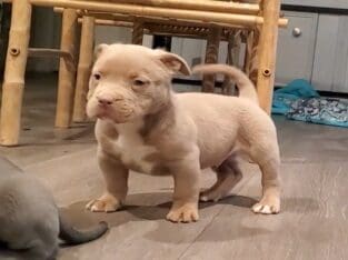 American Bully puppies for sale