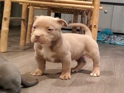 American Bully puppies for sale
