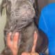 Cane corso puppies