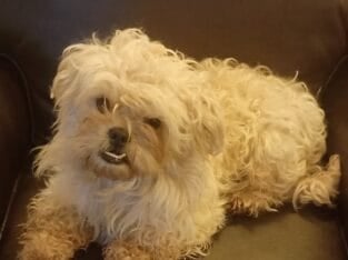 Maltipoo (CA) – Bella