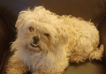 Maltipoo (CA) – Bella