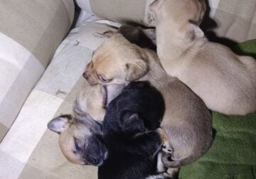Chihuahua puppies up for adoption.