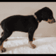 Doberman puppies