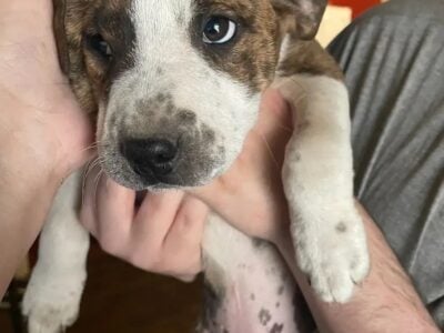 Australian Shepard/Pitbull Puppy’s