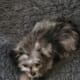 Toy Assiedoddle needs rehoming