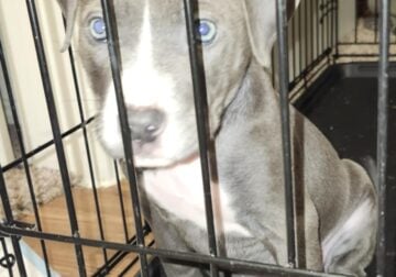 Baby pitbull for sale