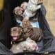 English Bulldog Chocolate AKC
