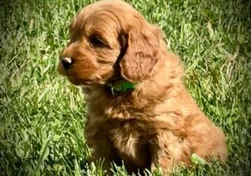 “Buddy” Male Mini Goldendoodle