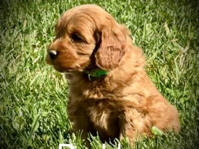 “Buddy” Male Mini Goldendoodle