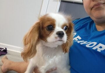 Pure Bred 1 yr Old Cavalier King Charles Spaniel