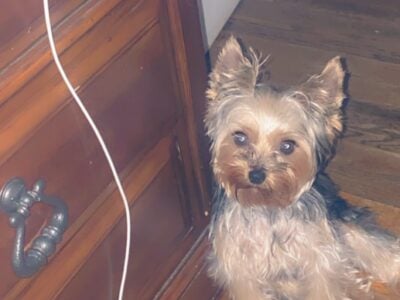 Yorkie For Sale