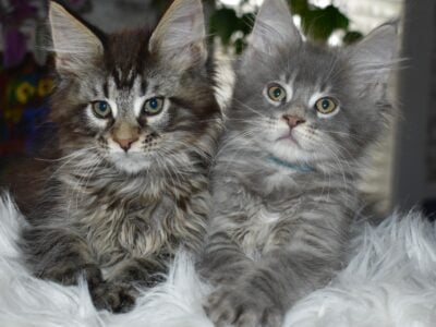 Maine coon