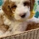 Mini Tri-Color Parti Poodle Puppies 15-20 lbs