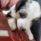 Mini Australian Shepherd Miss Bonnie
