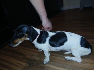 9 month old F Piebald dachshund