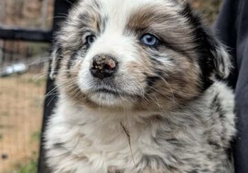 AKC AUSTRALIAN SHEPHERD