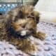 Hypoallergenic Shihtzu Toy poodle