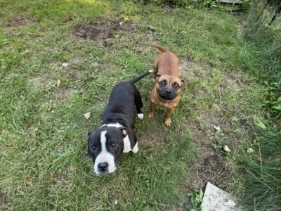Chia and Rio