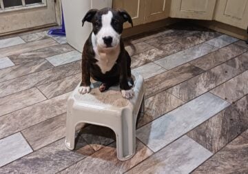 Last Pitbull Puppy!!