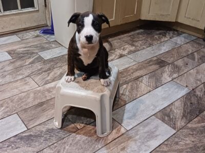 Last Pitbull Puppy!!