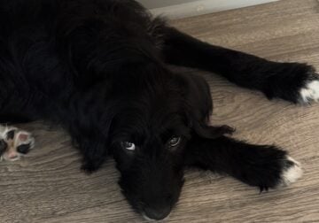 Labradoodle for sale