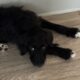 Labradoodle for sale