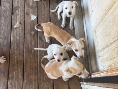 PUPPIES FOR SALE