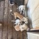PUPPIES FOR SALE