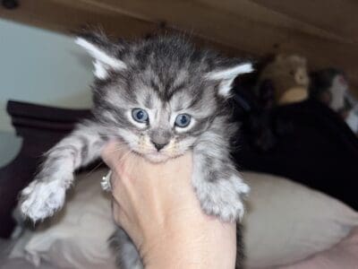 Maine coon
