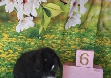 Holland lop bunnies