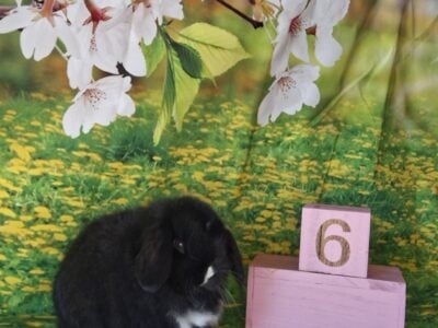 Holland lop bunnies