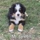 Adorable Bernese Mountain Puppies