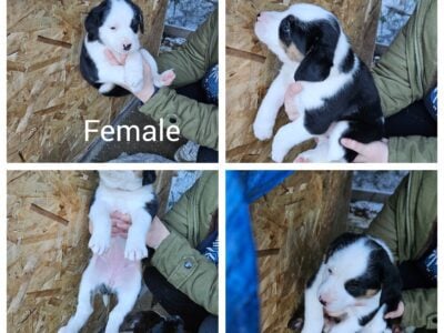Lab/Australian Sheperd Puppies