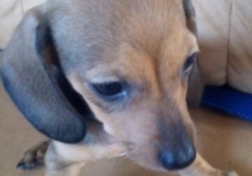 Miniature dachshund pup 2
