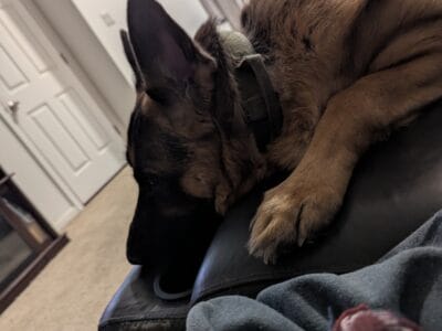 3 years old German shepherd
